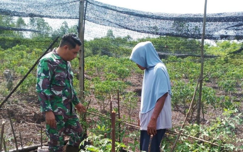 Koramil 03 Sungai Sembilan Dampingi Masyarakat di Sektor Pertanian