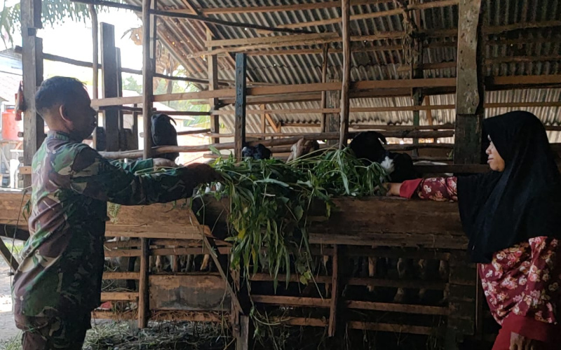 Upaya Cegah Penyabaran PMK, Koramil 01 Dumai Sosialisasi di Peternakan