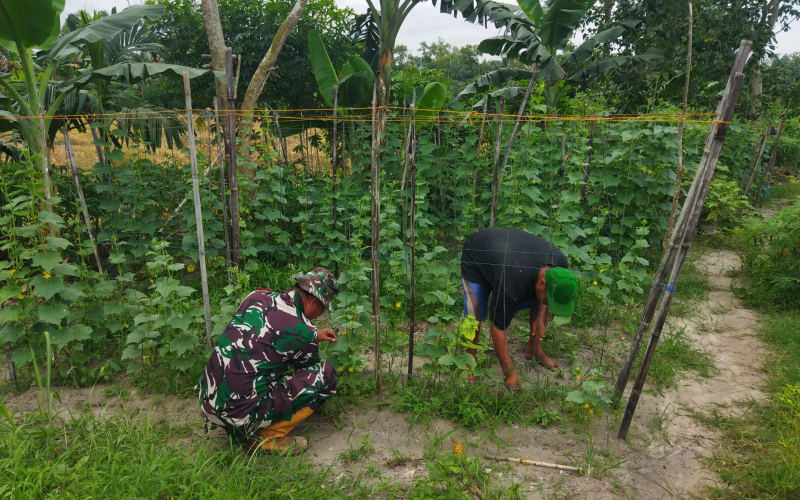 Di Sektor Pertanian, Koramil 01 Beri Pendampingan