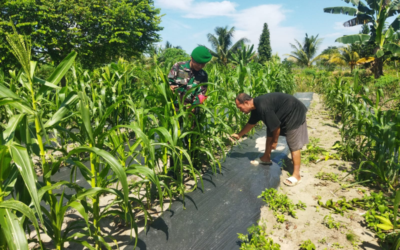 Babinsa Serka Abu Kasim Dampingi Petani Tanam Jagung