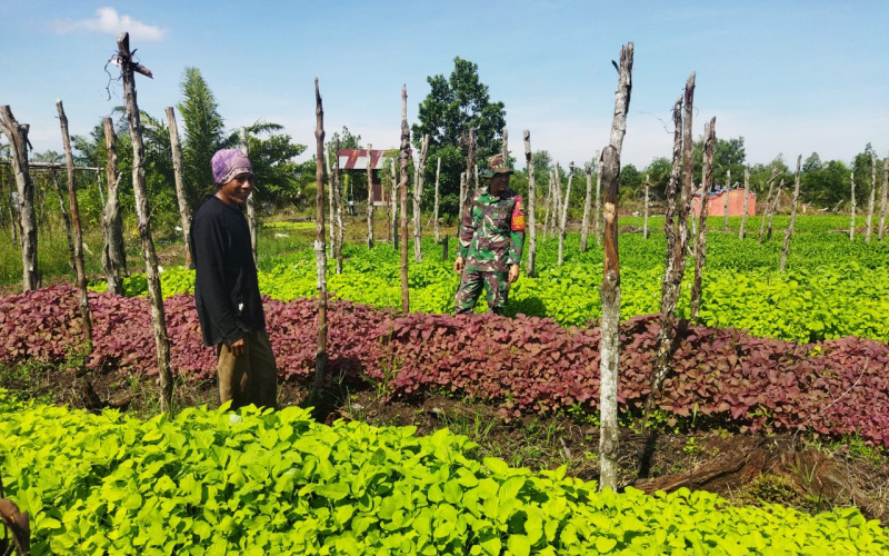 Babinsa Kelurahan Palas Karya Nyata di Kebun Warga