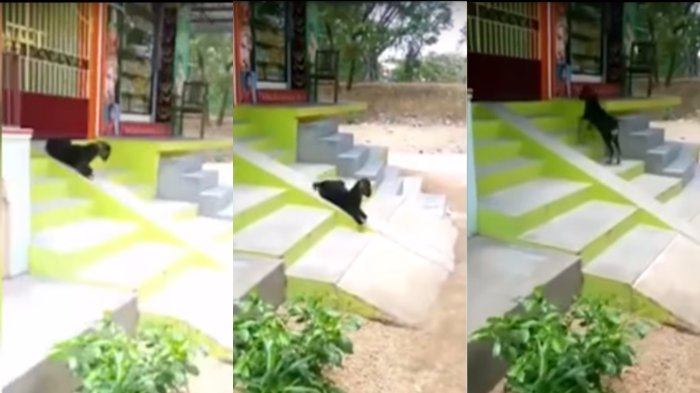 VIDEO: Bikin Ngakak...! Kambing Ini Malah Lakukan Aksi Konyol Saat Kawanannya Disembelih