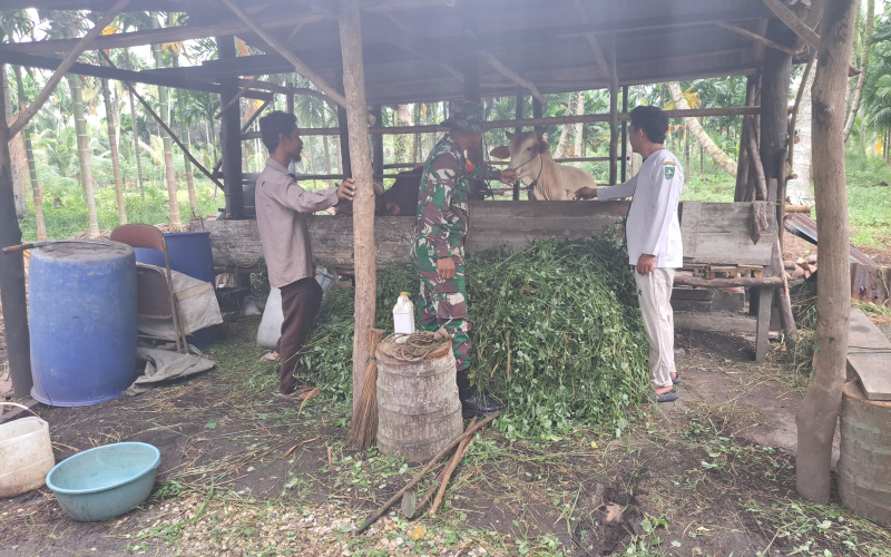 Pencegahan PMK, Babinsa Kelurahan Bukit Datuk Gelar Sosialisasi