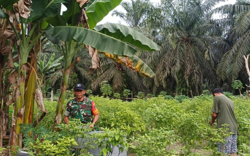 Wujudkan Ketahanan Pangan, Babinsa Bukit Kapur Laksanakan Pendampingan Penanaman Cabe Rawit