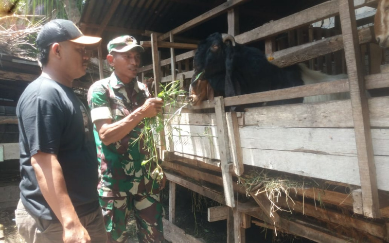 Kembali, Babinsa Koramil 01 Lakukan Sosialisasi Cegah Penyakit di Peternakan Warga