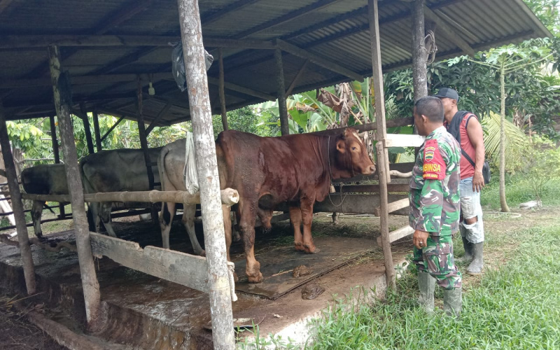 Sertu Jainal Arifin Berikan Informasi Tentang Vaksinasi di Peternakan