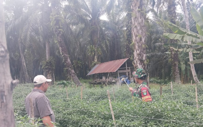 Babinsa Koramil 03 Dampingi Petani Cabai di Sungai Sembilan