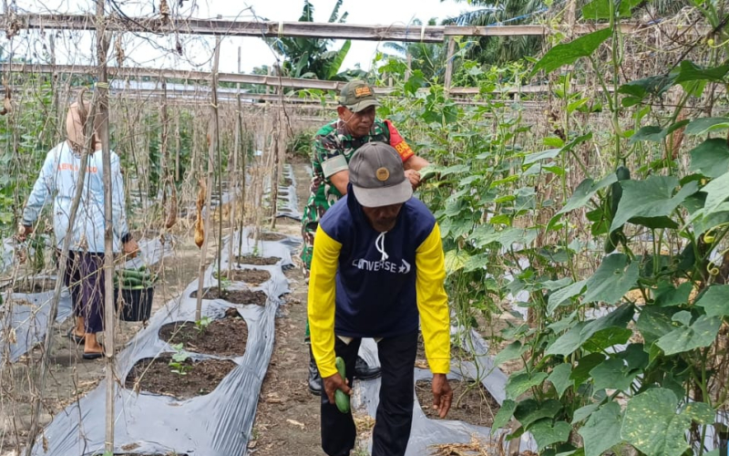 Serka M. Aslim Lubis Turun ke Lahan Timun, TNI Perkuat Ketahanan Pangan di Dumai