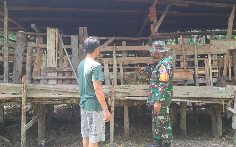 Guna Mendukung Upaya Pencegahan Wabah PMK, Serda Andri Widodo Pantau Peternakan