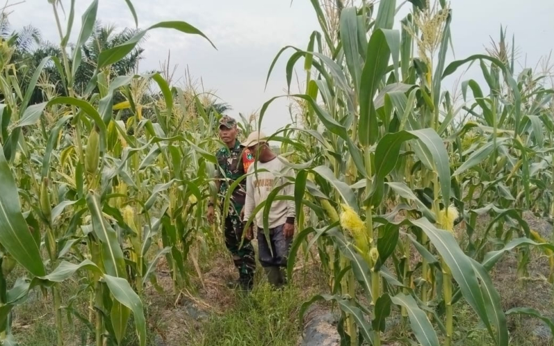 TNI dan Petani Bersinergi Wujudkan Ketahanan Pangan di Tanjung Penyembal