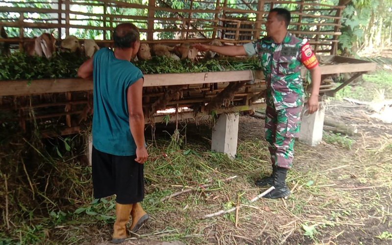 Babinsa Serda Priyo Sosialisasi di Peternakan Milik Warga