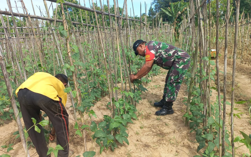 Babinsa Bukit Nenas Karya Nyata Penanaman Kacang Pancang di Ladang Milik Warga