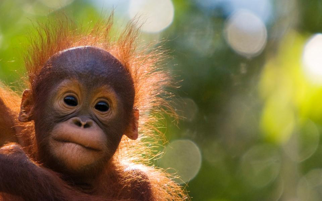 Pembangunan Ibu Kota Ancam Habitat Orangutan