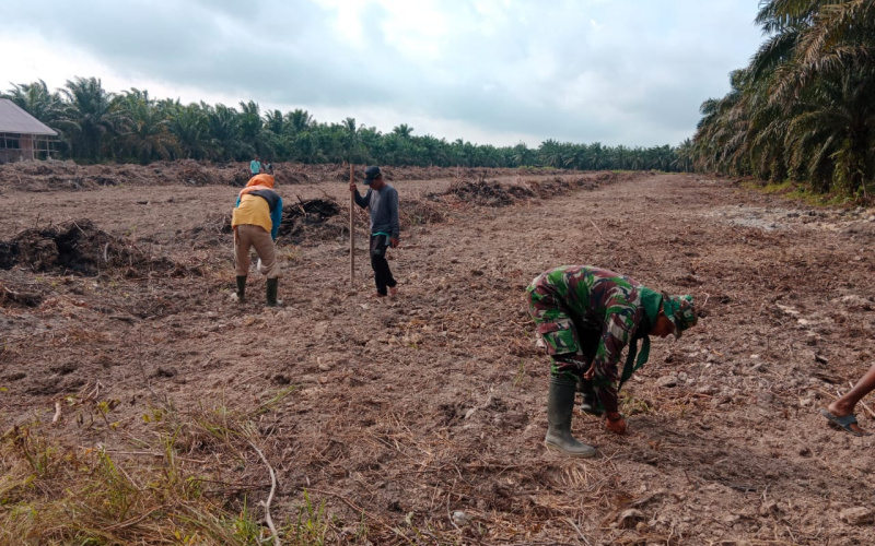 Koramil 03 Dukung Ketahanan Pangan, Dampangi Petani Menanam Padi Gogo