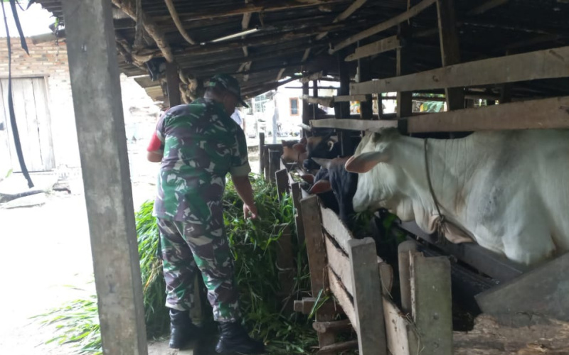 Koramil 02 Terhadap Peternak di Wilayahnya Lakukan Pemantauan