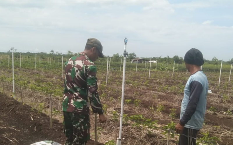 Babinsa Tanjung Penyebal Sambangi Kebun Cabe Warga, Berikan Pendampingan