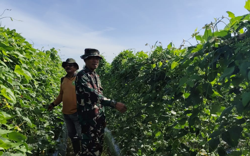 Babinsa Koramil 03 Dukung Swasembada Pangan