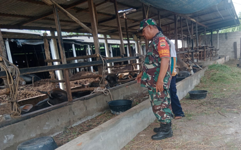 Babinsa Purnama Sosialisasi Cara Pencegahan PMK