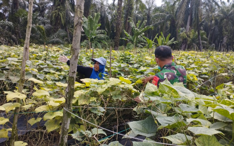 Babinsa Koramil 03 Sungai Sembilan Wujudkan Ketahanan Pangan Lewat Pendampingan Petani Timun