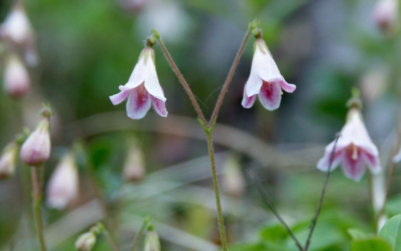 Linnea SA Receives Swiss Narcotics License allowing for the Production and Exportation of High THC Active Pharmaceutical Ingredients