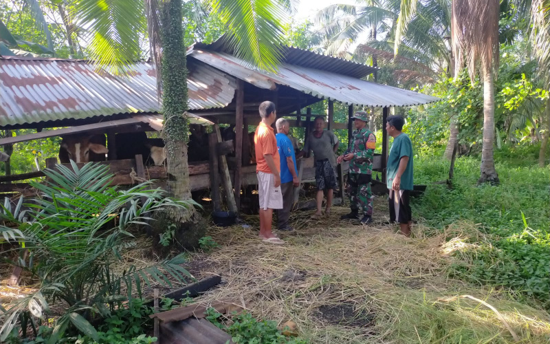 Babinsa Koramil 03 SS Gencar Lakukan Pencegahan PMK