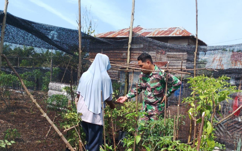 Babinsa Serma Novriyanto Beri Arahan Mengenai Cara Perawatan Tanaman Cabe yang Baik
