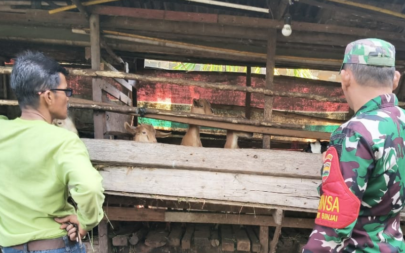 Babinsa Teluk Binjai Antisipasi Penyabaran PMK