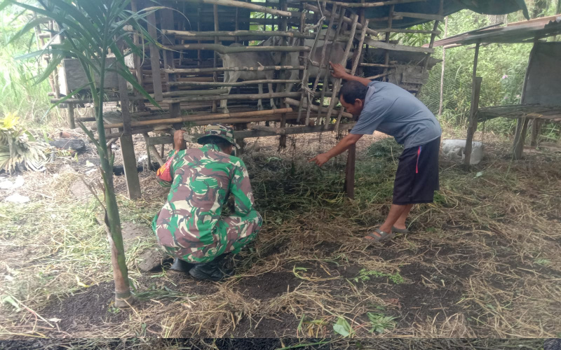 Giat PMK Serda Priyo Sudarmo: Memastikan Ternak Warga Tetap Sehat