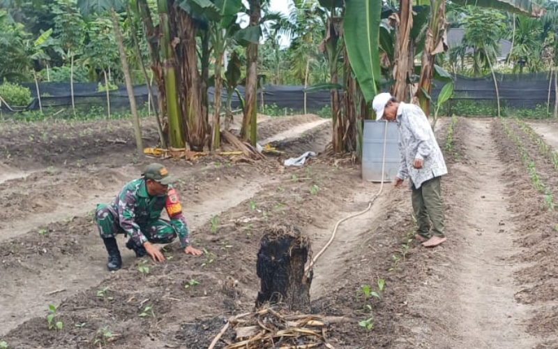 Dorong Ketahanan Pangan, Babinsa Dampingi Warga Budidaya Cabai Pedas Ekstrem