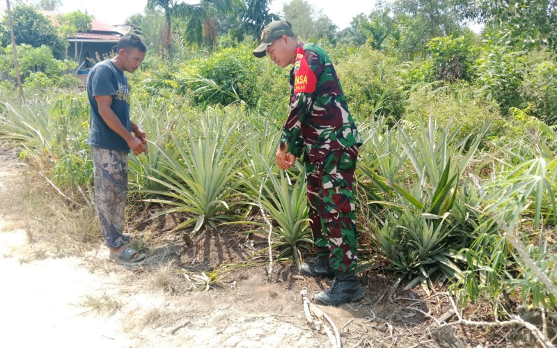 Babinsa Tanjung Palas Dampingi Warga Budidaya Nanas