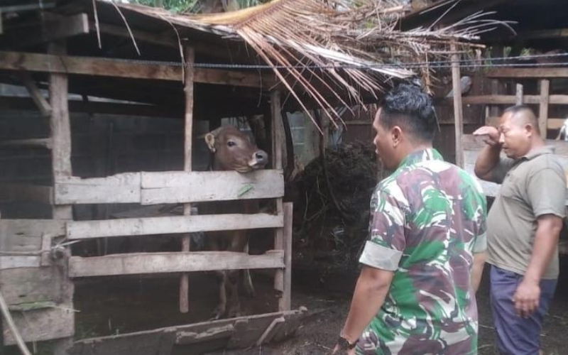 Babinsa Sungai Sembilan Pantau Peternak Sapi di Wilayahnya