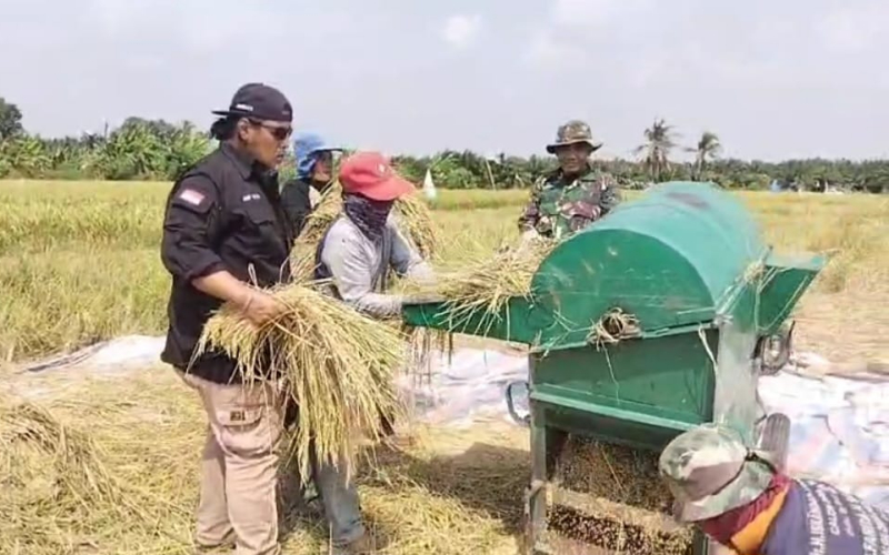 Bersama Dinas Pertanian, Kodim 0320 Dumai Panen Padi di Tanjung Penyebal