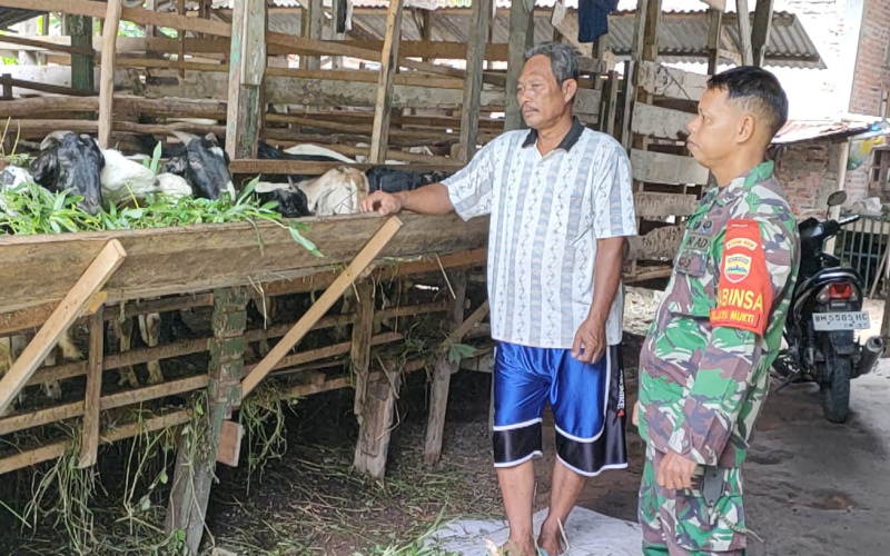 Tips Pencegahan Wabah PMK oleh Koramil 01 Dumai