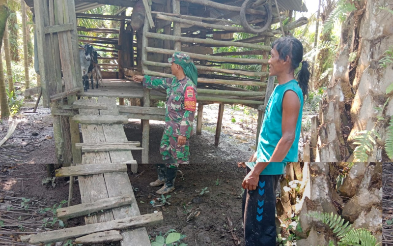 Di Sei Geniot, Babinsa Koramil 03 Lakukan Pendampingan Pada Peternakan Sapi