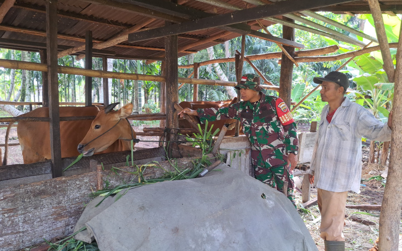 Babinsa Bukit Datuk Sosialisasi Cegah Wabah PMK di Peternakan