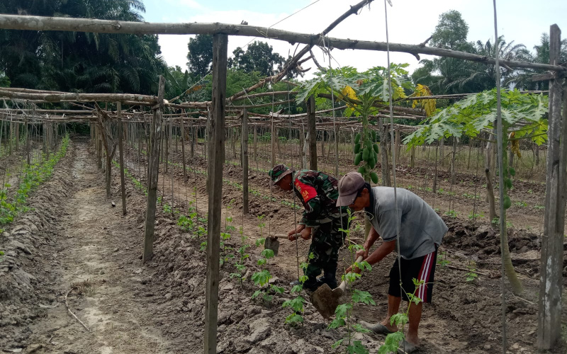 Giat Karya Nyata Tanaman Sayur Pare oleh Babinsa Kelurahan Mekarsari