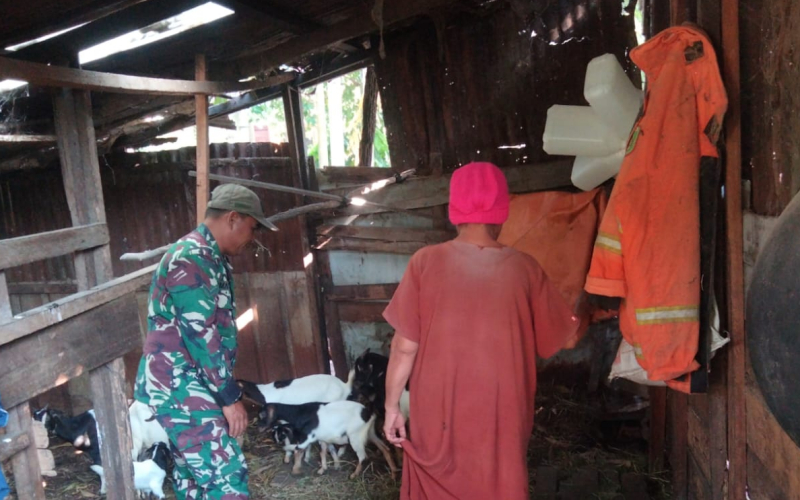 Babinsa dari Koramil 01 Pantau Peternakan Warga