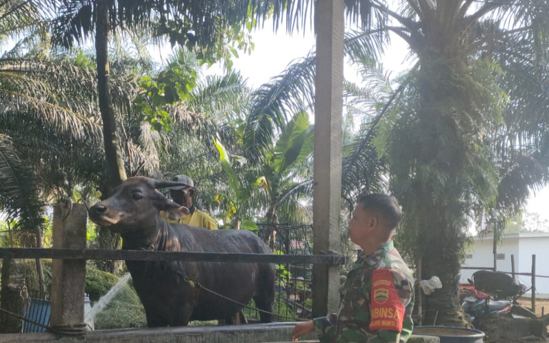 Babinsa Koramil 01 Lakukan Giat Pencegahan PMK