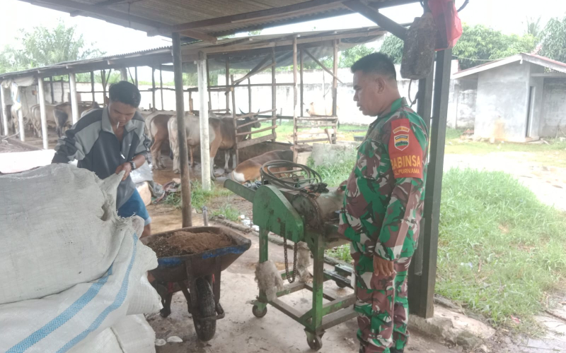 Babinsa Purnama Dampingi Peternak Sapi, Cegah Wabah PMK