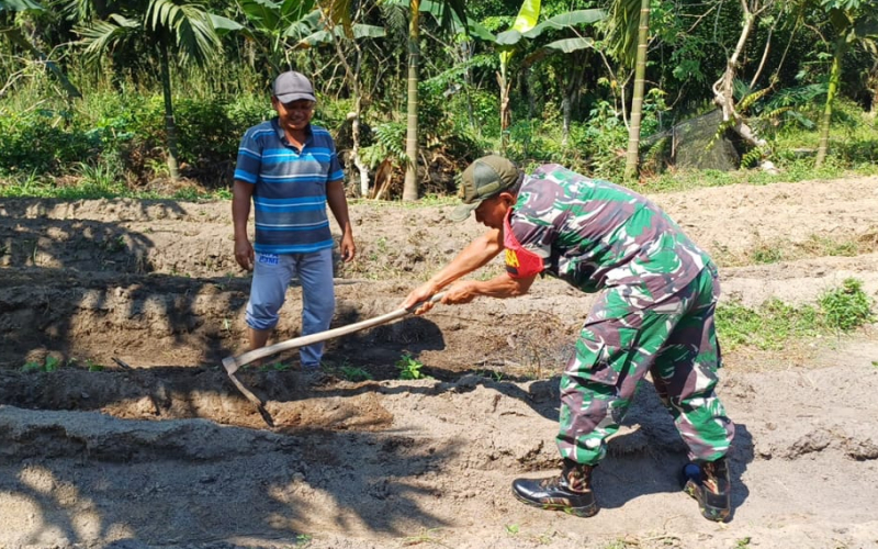 Dukung Program Pemerintah di Sektor Swasembada Pangan oleh Babinsa Koramil 02