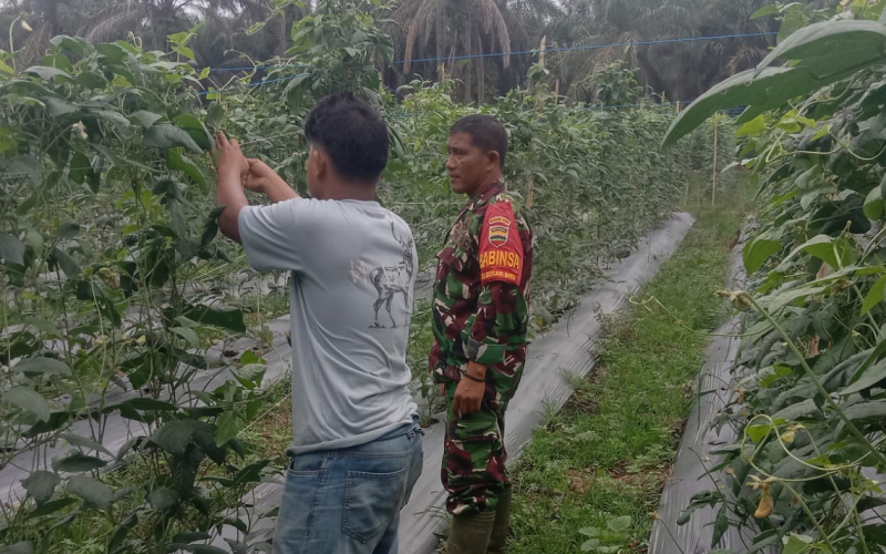 Sertu Jainal Arifin Kawal Program Swasembada Pangan di Basilam Baru