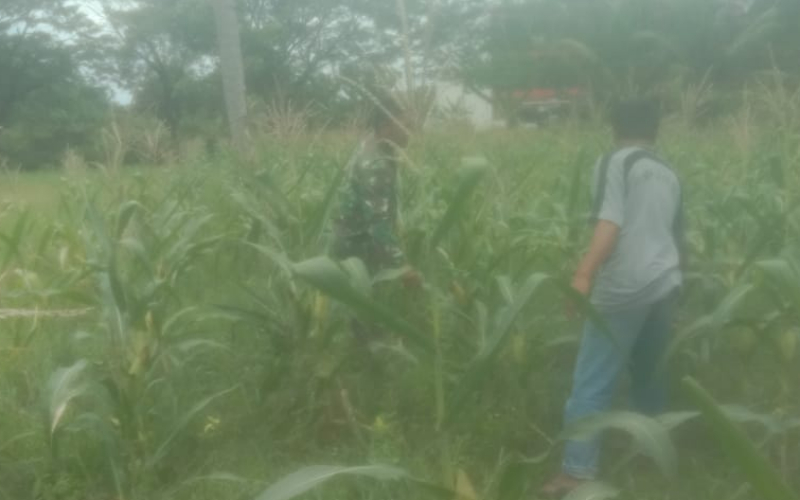 Koramil 03: Pembakaran Lahan Termasuk Dalam Kategori Pelanggaran Hukum