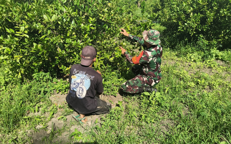 Wujudkan Ketahanan Pangan, Babinsa Koramil 01 Dumai Turun Langsung Dampingi Petani Jeruk Nipis