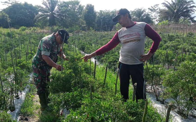 Babinsa Bagan Besar Giat Pendampingan kepada Petani Cabe