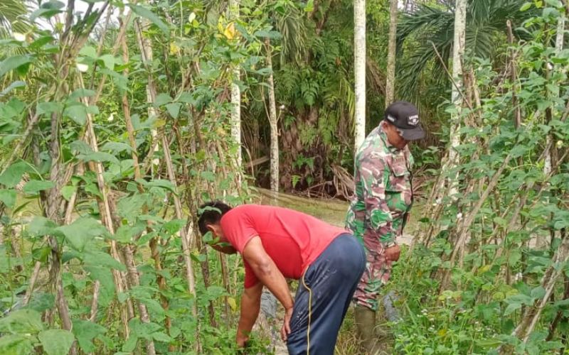 Sertu Sareh Turun ke Ladang, Ajak Petani Bagan Besar Optimalkan Hasil Panen
