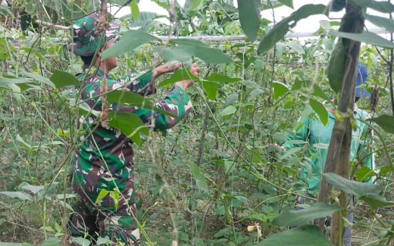 Sertu Muh Ali Mustofa Lakukan Pendampingan Karya Nyata Kacang Panjang