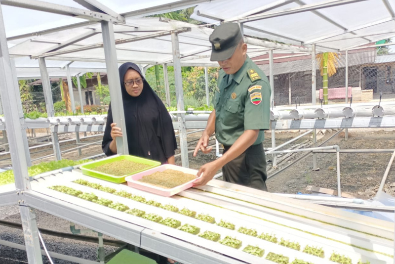 Budidaya Tanaman Hidroponik, ini Pesan Peltu Edeng