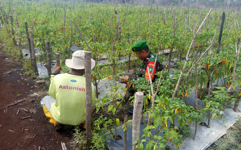 Dukung Ketahanan Pangan, Babinsa Bulu Kasap Dampingi Penanaman Cabai