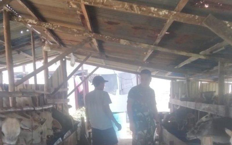 Di Sektor Peternakan Sungai Sembilan, Babinsa Aktif Lakukan Pendampingan