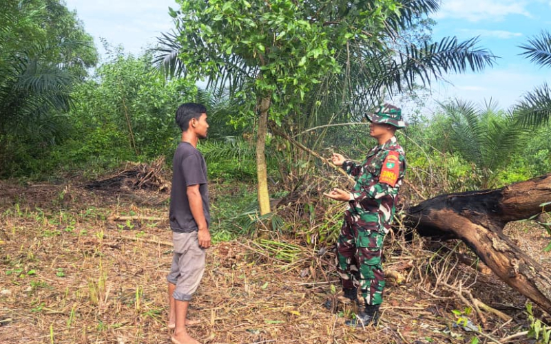 Cegah Karhutla dengan Pendekatan Ekonomi, Babinsa Bukit Datuk Dorong Warga Tanam Ubi Cilembu
